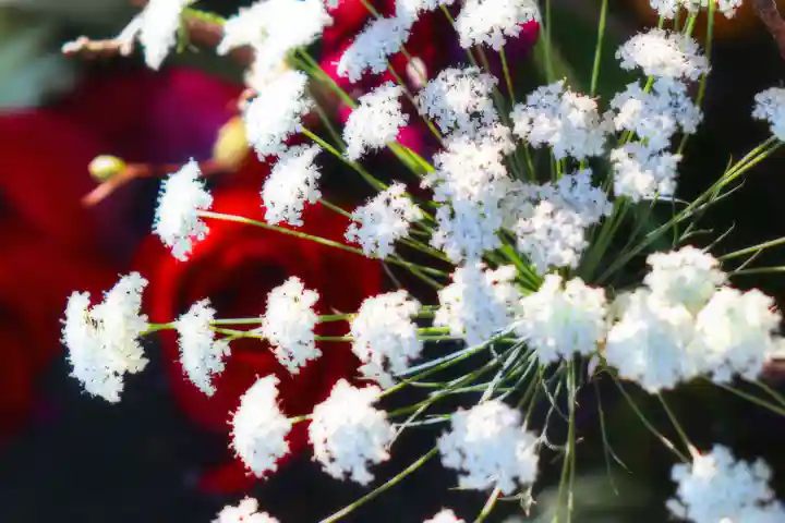 三津厳島神社の自然