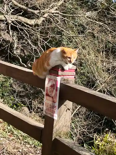 唐澤山神社の動物