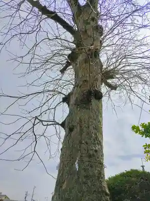 川上神社の自然