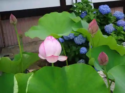 伊勢原 法泉寺の自然