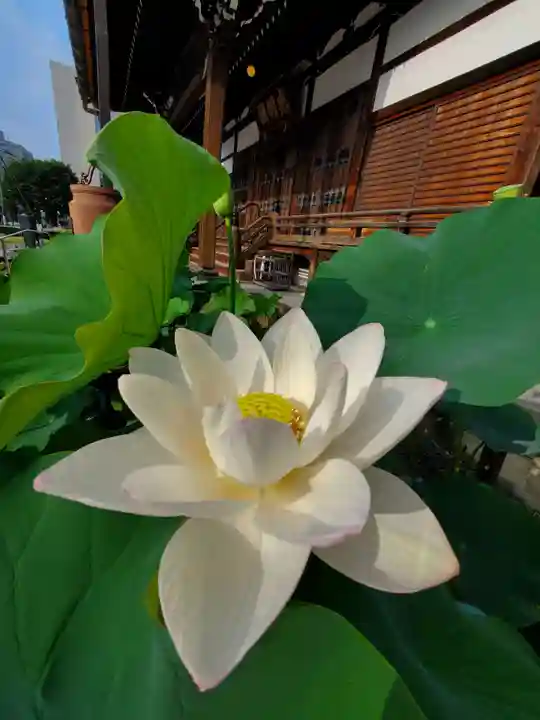 善導寺(福島県)