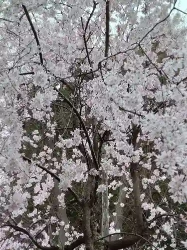 宝勝山　南藏院   蓮光寺の庭園