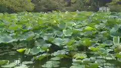 鶴岡八幡宮の自然