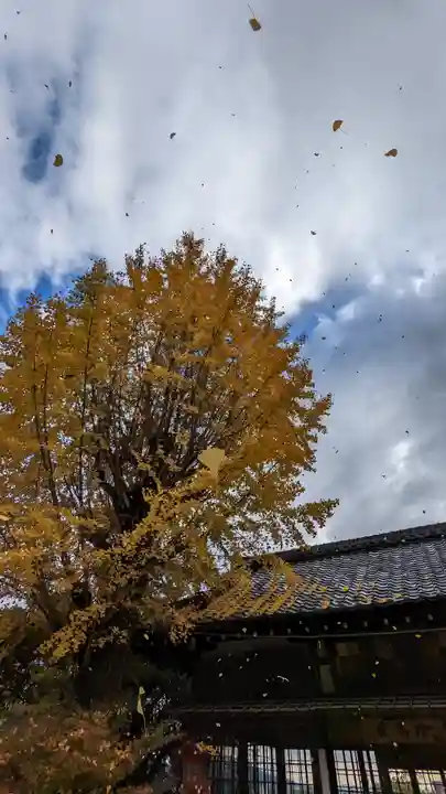 松ヶ崎大黒天 妙圓寺(妙円寺)の自然