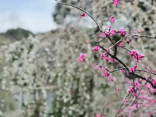 大縣神社の自然