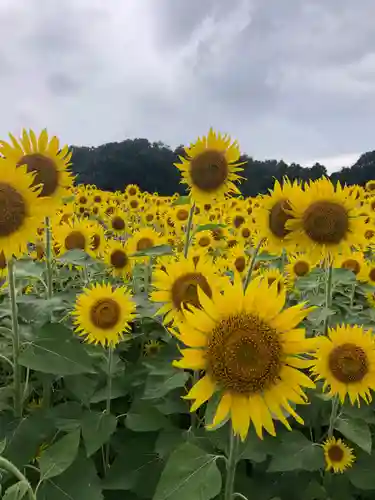 糀谷八幡宮(埼玉県)