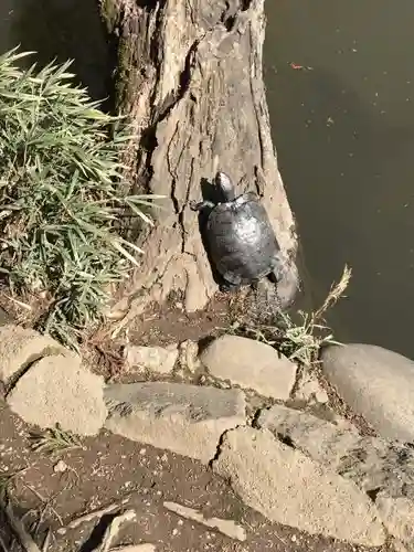 武蔵一宮氷川神社の動物