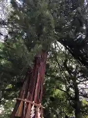 大崎八幡宮の自然