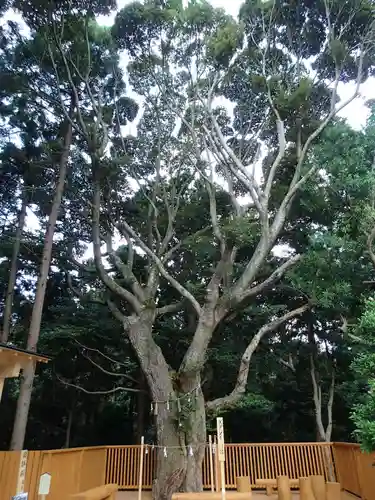 神明神社（相差町）の自然