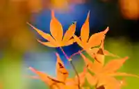 壇上伽藍(和歌山県)