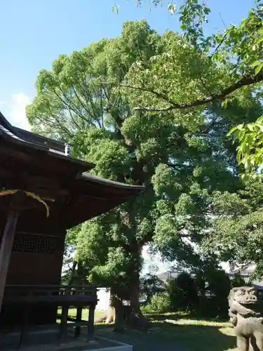 田代八坂神社(佐賀県)
