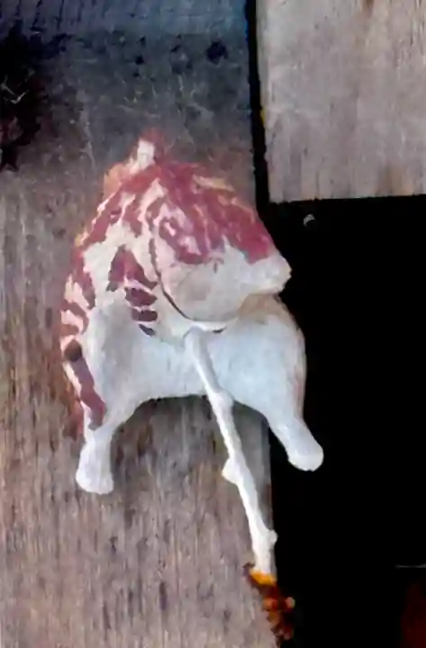 仙台八坂神社の{uncategorized: "未分類", other: "その他", undefined: "問題あり", building: "その他建物", grave: "お墓", sacred_gate: "鳥居", guardian: "狛犬", statue: "像", buddha: "仏像", history: "歴史", nature: "自然", garden: "庭園", animal: "動物", pagoda: "塔", temizu: "手水舎", mountain_gate: "山門・神門", sanctuary: "本殿・本堂", subordinate: "末社・摂社", art: "芸術", scenery: "景色", jizo: "地蔵", ema: "絵馬", goshuin: "御朱印", omikuji: "おみくじ", items: "授与品その他", amulet: "お守り", goshuincho: "御朱印帳", eats: "食事", festival: "お祭り", votive_dance: "神楽", shichigosan: "七五三参", wedding: "結婚式", experience: "体験その他", initially: "初詣", around: "周辺", anti_infection: "感染症対策"}