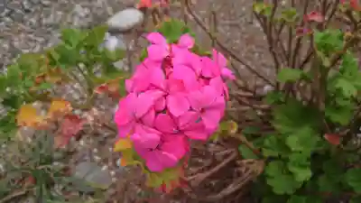 山神社（前田）の自然