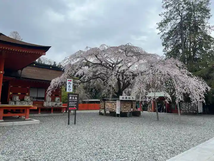 富士山本宮浅間大社の自然