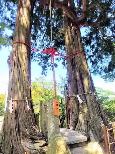 武雄神社の自然