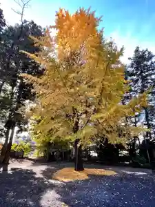 下野 星宮神社の御朱印 2022年11月20日(日)〜(2022年11月19日(土) 22時05分18秒投稿)