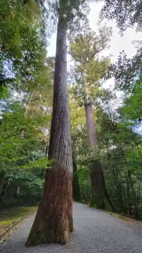 瀧原宮(皇大神宮別宮)の自然