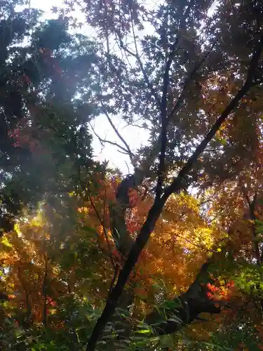 安國論寺（安国論寺）の自然