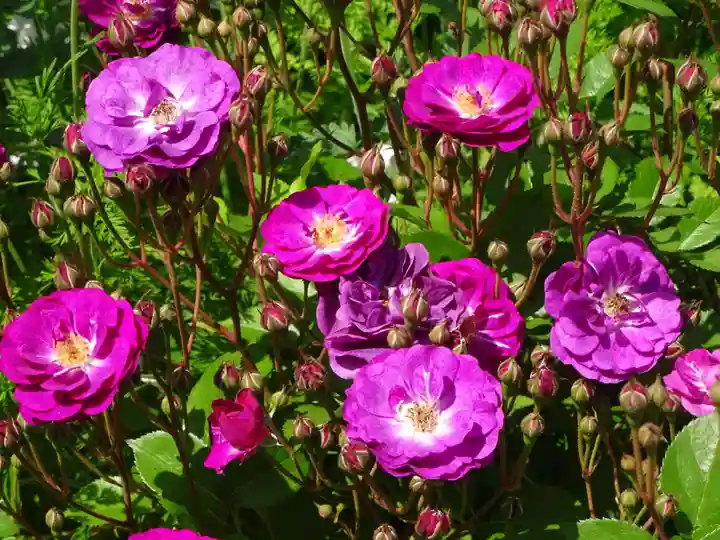 阿邪訶根神社の自然