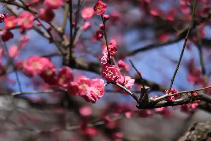 大國魂神社の{uncategorized: "未分類", other: "その他", undefined: "問題あり", building: "その他建物", grave: "お墓", sacred_gate: "鳥居", guardian: "狛犬", statue: "像", buddha: "仏像", history: "歴史", nature: "自然", garden: "庭園", animal: "動物", pagoda: "塔", temizu: "手水舎", mountain_gate: "山門・神門", sanctuary: "本殿・本堂", subordinate: "末社・摂社", art: "芸術", scenery: "景色", jizo: "地蔵", ema: "絵馬", goshuin: "御朱印", omikuji: "おみくじ", items: "授与品その他", amulet: "お守り", goshuincho: "御朱印帳", eats: "食事", festival: "お祭り", votive_dance: "神楽", shichigosan: "七五三参", wedding: "結婚式", experience: "体験その他", initially: "初詣", around: "周辺", anti_infection: "感染症対策"}