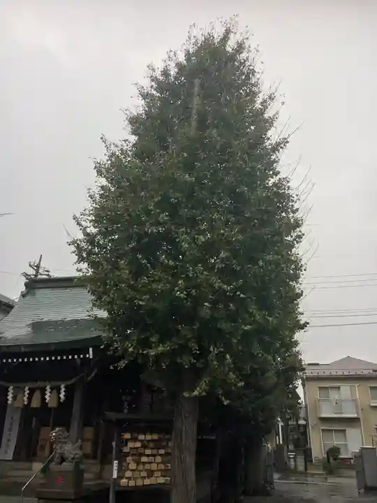 東林間神社の自然