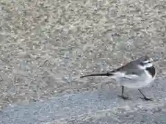 唐招提寺の動物