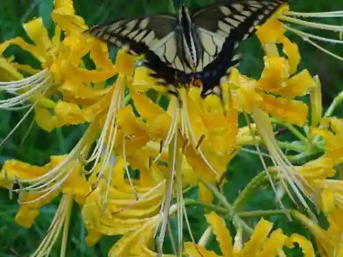 横浜　西方寺の動物