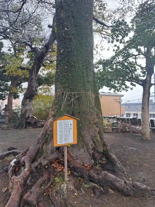 伊勢天照御祖神社(大石神社)の自然