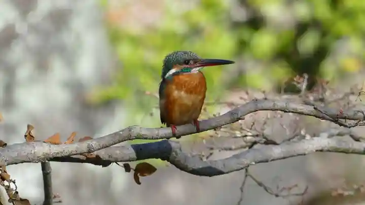 牛嶋天満宮の動物