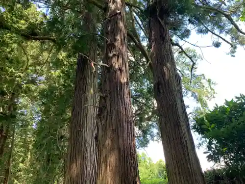 大井神社（太郎神社）(茨城県)