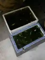 銀杏岡八幡神社の動物