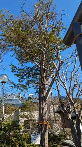 釧路八幡宮の自然