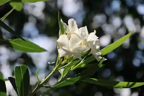 阿久津「田村神社」（郡山市阿久津町）旧社名：伊豆箱根三嶋三社の庭園