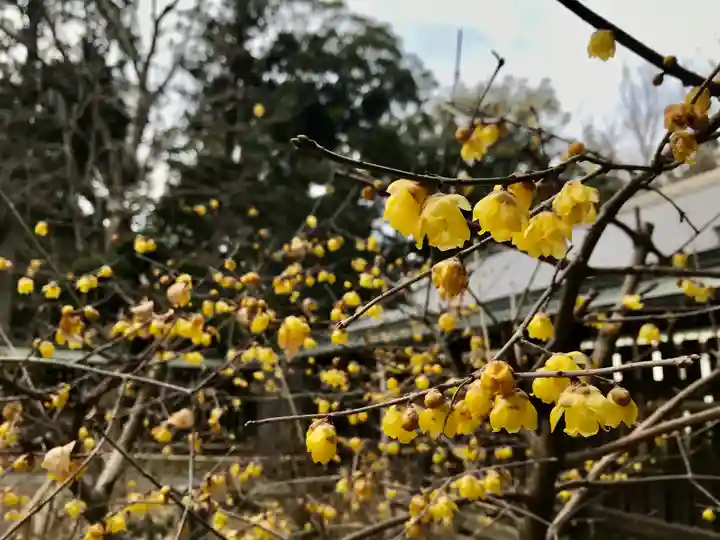 小御門神社の自然