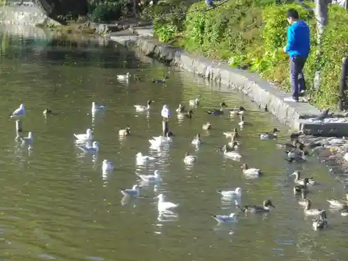 鶴岡八幡宮の庭園