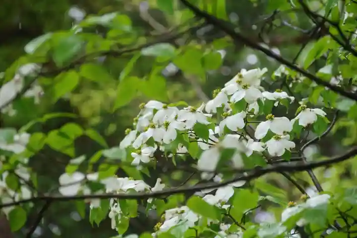 阿久津「田村神社」(郡山市阿久津町)旧社名:伊豆箱根三嶋三社の自然