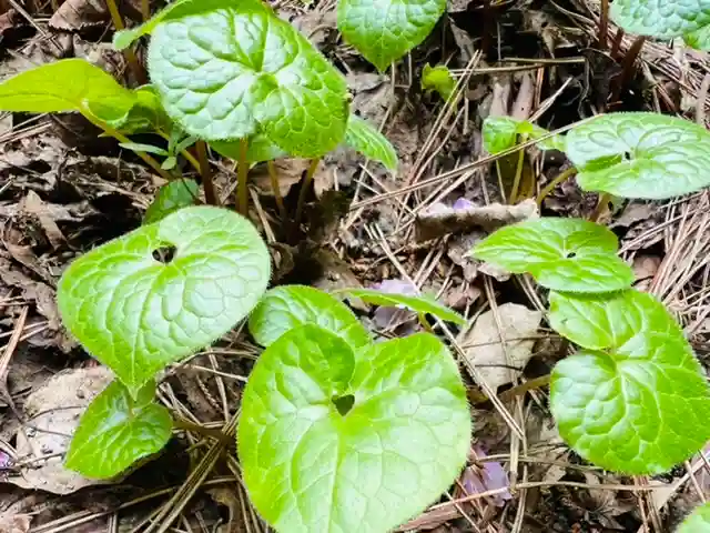 土津神社|こどもと出世の神さまの自然