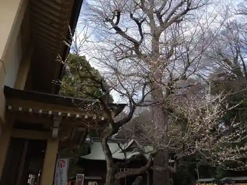 谷保天満宮(東京都)