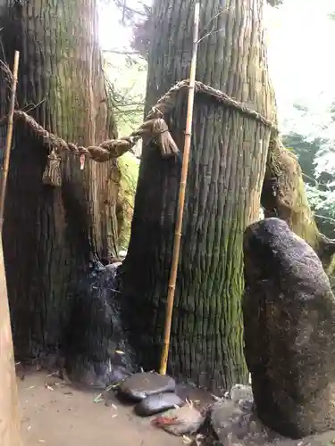 神龍八大龍王神社の自然