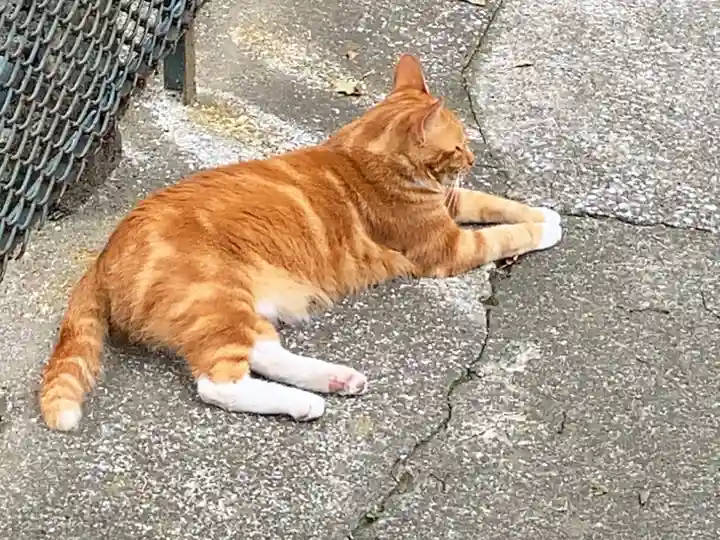 海南神社(神奈川県)