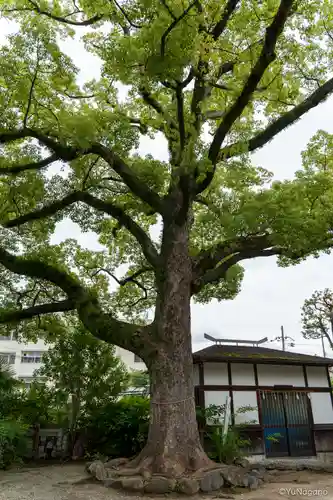 熊野田八坂神社(大阪府)