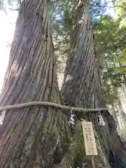 戸隠神社火之御子社の自然