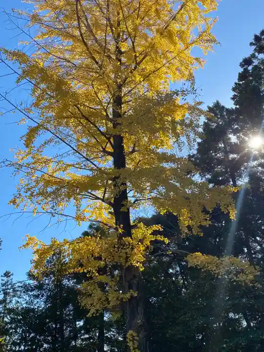 川尻八幡宮の自然