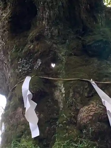 しなの木神社の自然