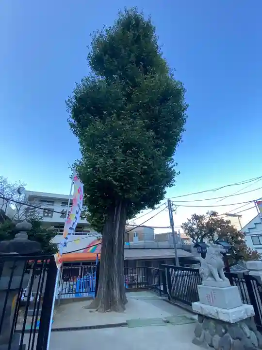 杉田八幡神社(杉田八幡宮)の自然