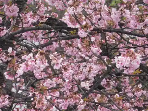 鶴岡八幡宮の自然