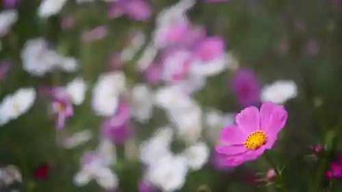 般若寺 ❁﻿コスモス寺❁(奈良県)