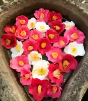 真言宗 善通寺派 薬王寺の手水舎