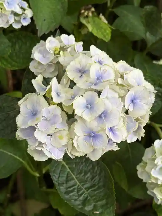 長谷寺(神奈川県)