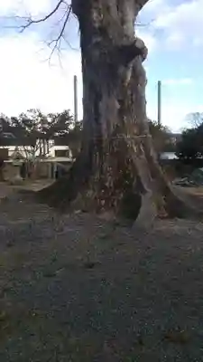 秋葉神社の自然